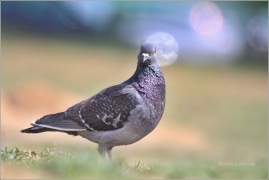 <p>HOLUB DOMÁCÍ (Columba livia f. domestica) /Domestic pigeon - Stadttaube/</p>